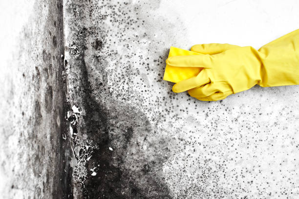 Best Affordable Mold Removal  in Spindale, NC