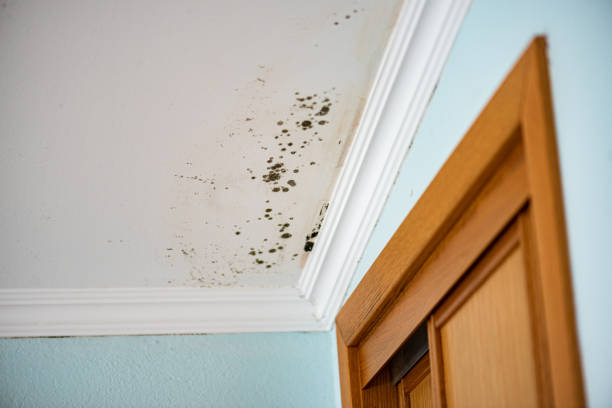 Best Same-Day Mold Removal  in Spindale, NC