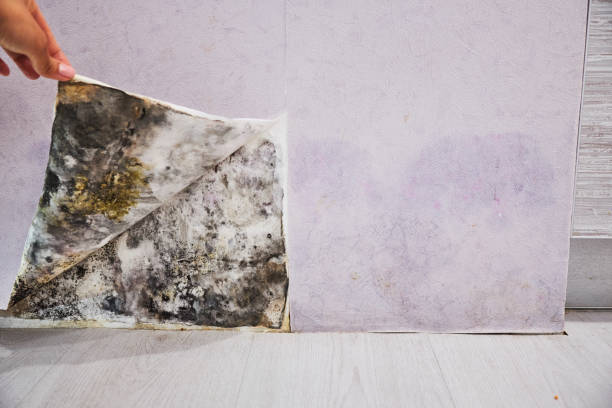 Certified Mold Removal in Spindale, NC